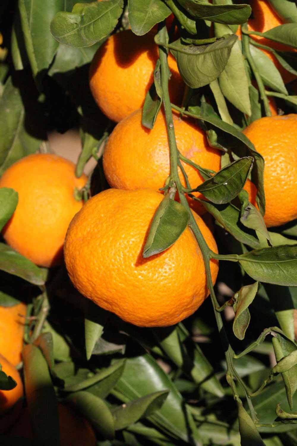              Fruit (Riverside, CA)       